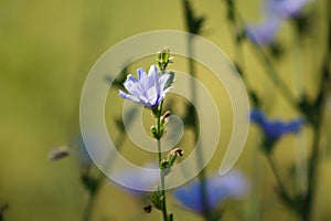 Closeup of common chicory blue flowers with selective focus on foreground
