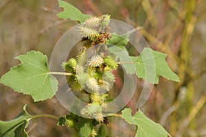 Closeup of common cocklebur with selective focus on foreground