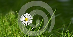 Closeup of a common daisy flower growing in a home backyard or garden during summer or spring. Marguerite perennial