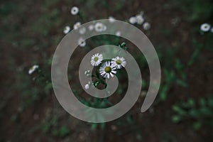 Closeup of common daisy flowers, Wolryeonggyo Bridge, Andong