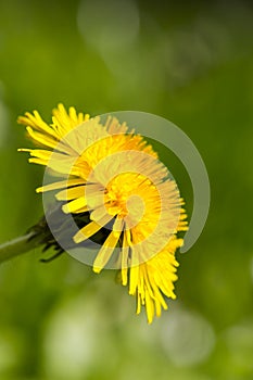 Closeup of a common dandelion
