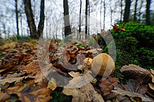 Closeup on a common earthball muyshroom, Scleroderma citrinum laying on he ground