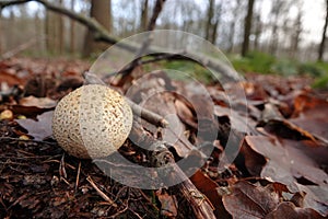 Closeup on a common earthball or pigskin poison puffball mushroom, Scleroderma citrinum growing on the forest floor
