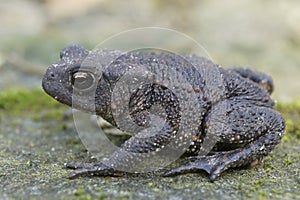Closeup on a Common Europea toad, Bufo bufo sitting in the garden photo