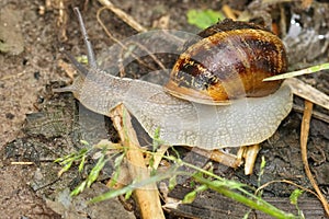 Closeup on a Common European garden snail, Cornu aspersum on the ground