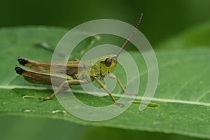 Closeup on the Common European grasshopper, Pseudochorthippus parallelus sitting on a leaf photo