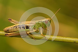 Closeup on a Common European meadow grasshopper, Chorthippus parallelus sitting on a grass straw
