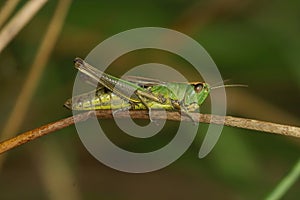 Closeup on the Common European Meadown grasshopper, Pseudochorthippus parallelus photo