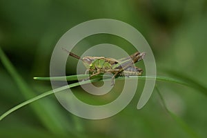 Closeup on the Common European Meadown grasshopper, Pseudochorthippus parallelus photo