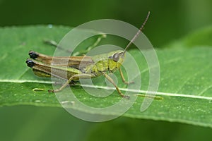 Closeup on the Common European Meadown grasshopper, Pseudochorthippus parallelus photo