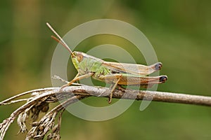 Closeup on the Common European Meadown grasshopper, Pseudochorthippus parallelus photo