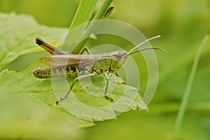 Closeup on the Common European Meadown grasshopper, Pseudochorthippus parallelus photo