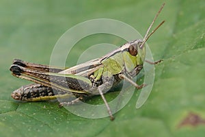 Closeup on the Common European Meadown grasshopper, Pseudochorthippus parallelus photo