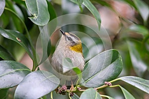 Closeup of a Common Firecrest(Regulus ignicapilla) on a trunk of a tree against a blurred background