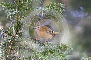 Closeup of a Common Firecrest(Regulus ignicapilla) on a trunk of a tree against a blurred background