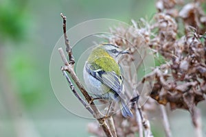 Closeup of a Common Firecrest(Regulus ignicapilla) on a trunk of a tree against a blurred background