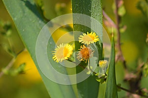 Closeup of common fleabane flower with common reed with water drops on background