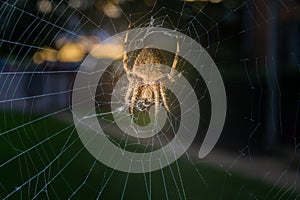 Closeup of a common garden spider sitting in her net in Pennsylvania, PA, USA