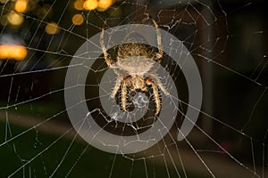 Closeup of a common garden spider sitting in her net in Pennsylvania, PA, USA