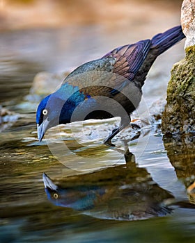 Closeup of a common grackle perched on a rock in Kingston, Ontario, Canada. photo