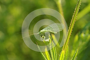 Closeup on a common green lacewing, Chrysoperla carnea, sitting in the vegetation