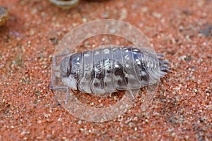 Closeup on a common grey shiny woodlouse, Oniscus asellus , sitting on the forest floor