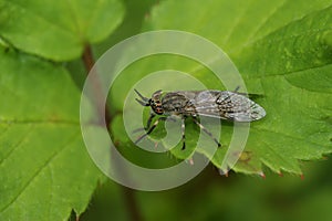 Closeup on a common horsefly or cleg fly, haematopota pluvialis a blood sucking Tabanidae fly , sitting on a green leaf