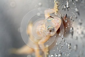 Closeup of a common house gecko on the wet surface