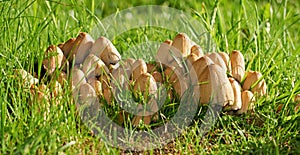 Closeup of Common Ink Caps growing on green grass with copyspace. Cluster of mushrooms growing on lush green ground in