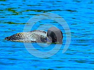 Closeup of a common loon or great northern diver swimming in a blue water