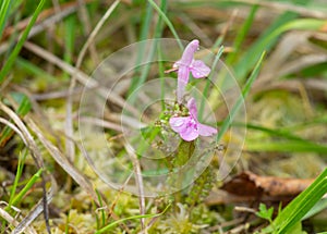 Common lousewort, Pedicularis sylvatica photo