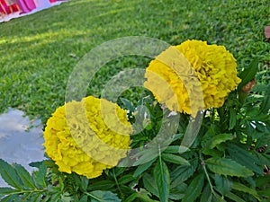 Closeup of Common Marigold or erect Tagetes