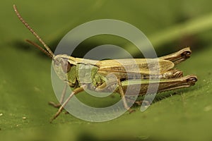 Closeup on the Common meadow grasshopper, Chorthippus parallelus, sitting on a green leaf