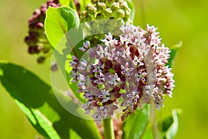 Closeup of a common milkweed (Asclepias syriaca) growing in a green field