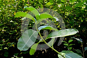 Closeup of a common milkweed, asclepias syriaca plant leaves in a green garden