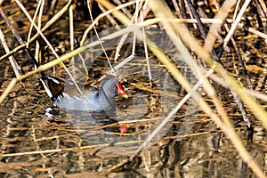 Closeup of a Common moorhen swimming in the lake