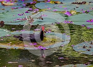 Closeup of a common moorhen swimming in a lake while sitting on a leaf