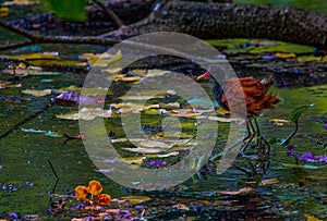 Closeup of a common moorhen swimming in a lake while sitting on a leaf