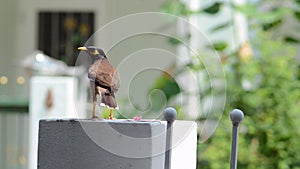 Closeup of common myna bird on fence pole