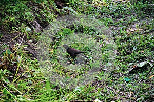 Closeup of the common myna, Indian myna ready to fly from the green grass land. Typical mynah from sturnidae famil