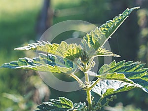 Closeup of common nettle growing and sprouting in  garden