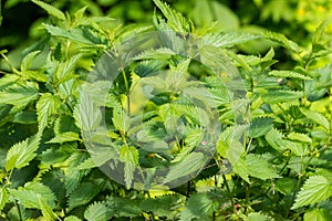 Closeup of Common nettle plants with defensive stinging hairs on green leaves and stems