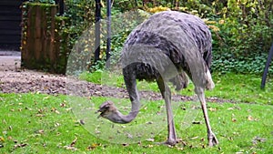 Closeup of a common ostrich eating grass, flightless bird specie from Africa