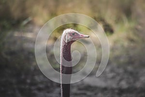 Closeup of a common ostrich head captured in The Maasai Mara National Reserve, Kenya, Tanzania