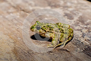 Closeup of a common parsley frog (Pelodytes punctatus) on the ground