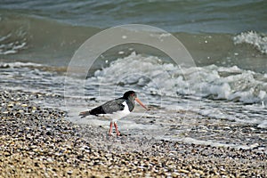 Closeup of a common pied oystercatcher on the beach next to the water during daylight