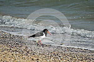 Closeup of a common pied oystercatcher on the beach next to the water during daylight