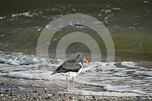Closeup of a common pied oystercatcher on the beach next to the water during daylight
