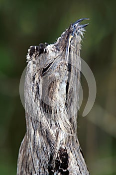 Closeup of a Common Potoo Nyctibius griseus