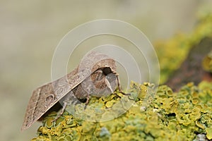 Closeup on the Common Quaker owlet moth, Orthosia cerasi sitting on wood